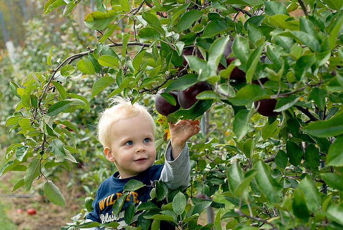 beverly-farms-2009-russell-orchards-apple-picking-4-700x700.jpg